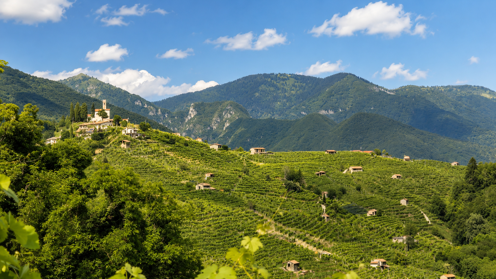 Rolling Prosecco Hills vineyards